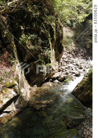 新緑の西沢渓谷 新緑の西沢渓谷 83500629