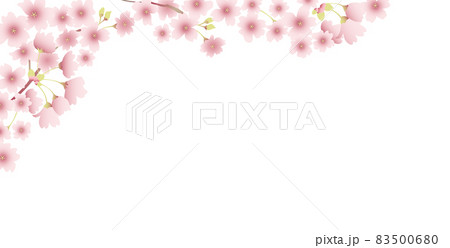 満開の桜 83500680