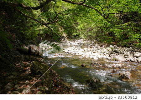 新緑の西沢渓谷 新緑の西沢渓谷 83500812