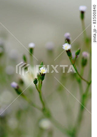 信濃川・やすらぎ堤の箒菊(ほうきぎく) 83500840