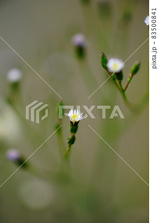 信濃川・やすらぎ堤の箒菊(ほうきぎく) 83500841