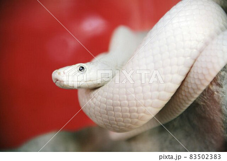 幸運の白蛇(沖縄の玉泉洞で撮影）この写真を飾って宝くじ(年末ジャンボ1等)に当選！ 83502383