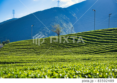 岐阜のマチュピチュ 天空の茶畑 83502489