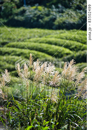 岐阜のマチュピチュ 天空の茶畑 83502499