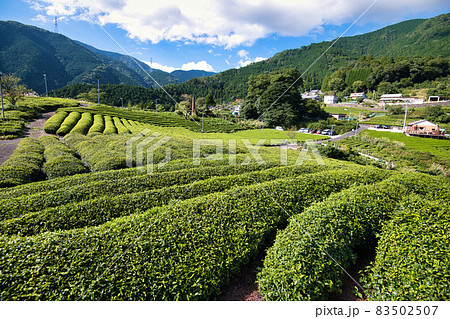 岐阜のマチュピチュ 天空の茶畑 83502507