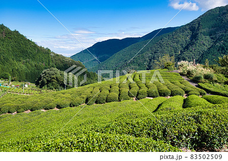 岐阜のマチュピチュ 天空の茶畑 83502509