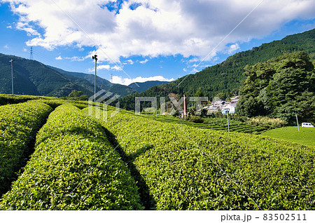 岐阜のマチュピチュ 天空の茶畑 83502511