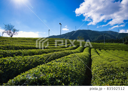 岐阜のマチュピチュ 天空の茶畑 83502512