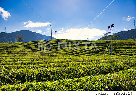 岐阜のマチュピチュ 天空の茶畑 83502514