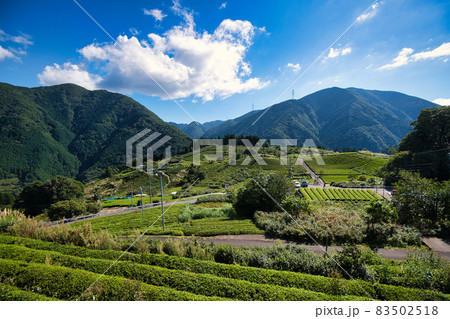 岐阜のマチュピチュ 天空の茶畑 83502518