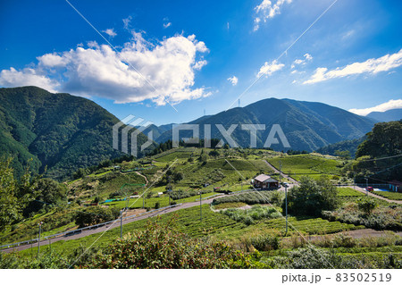 岐阜のマチュピチュ 天空の茶畑 83502519