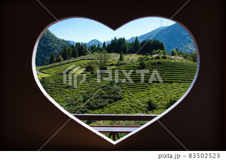 岐阜のマチュピチュ 天空の茶畑 83502523