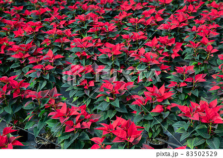 Poinsettia growing in greenhouse farm Poinsettia growing in greenhouse farm 83502529
