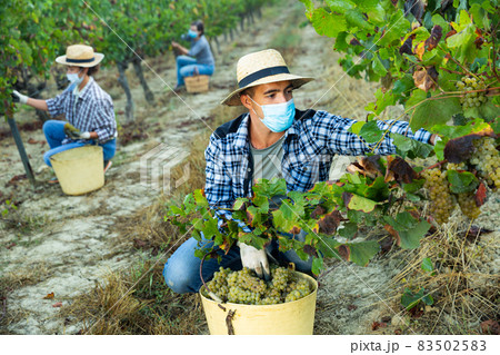 Man in protective mask picking white grapes in vineyard 83502583