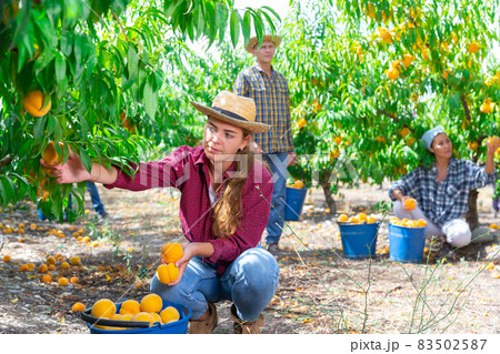 Three workers harvesting peaches Three workers harvesting peaches 83502587