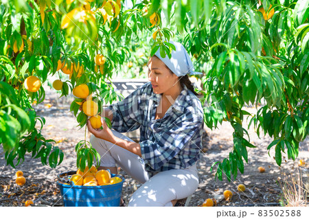Woman farmer picks ripe peaches in the garden. Harvesting peaches in orchard Woman farmer picks ripe peaches in the garden. Harvesting peaches in orchard 83502588