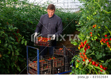 Successful male gardener with red tomatoes in a greenhouse 83502684