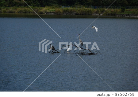 海老ヶ池の水没木に止まるシラサギとアオサギとウミウ 83502759