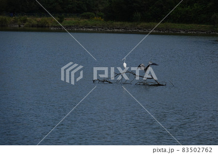 水没木で羽根を広げるアオサギ 83502762