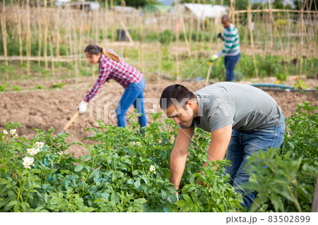 Man hand picking Colorado beetles from potato plants Man hand picking Colorado beetles from potato plants 83502899