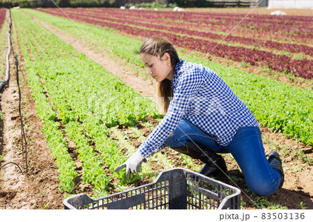 Hispanic female farmer harvesting lettuce 83503136
