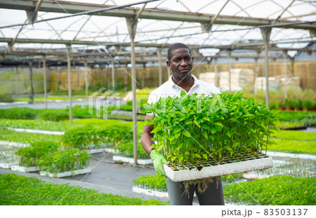 African american worker holding box with bell peppers sprouts 83503137