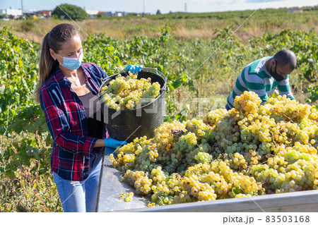 Female worker in mask harvesting ripe grapes 83503168