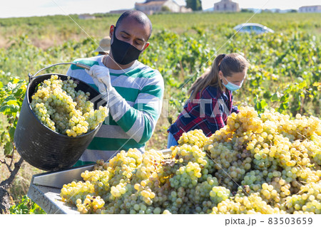 Man in protective mask puts crop of grapes in container on farm field 83503659