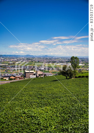 岐阜県 お茶畑 岐阜県 お茶畑 83503719