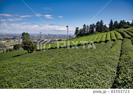岐阜県 お茶畑 岐阜県 お茶畑 83503723