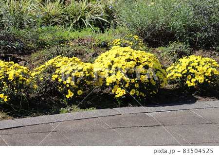 秋の公園に咲くポットマムの黄色い花 秋の公園に咲くポットマムの黄色い花 83504525