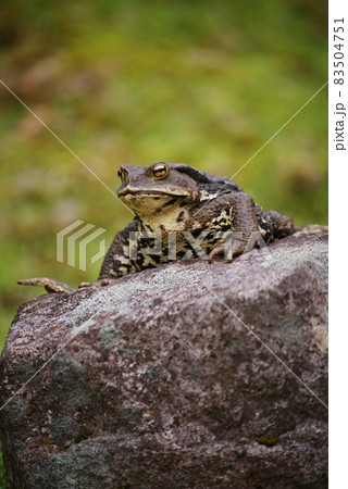 ヒキガエル　 83504751