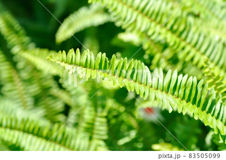 Fishbone Fern or Sword Fern, fern Fishbone Fern or Sword Fern, fern 83505099