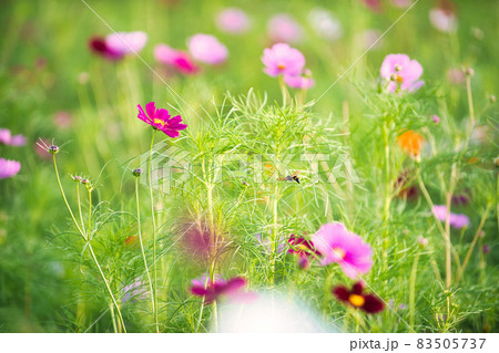 滋賀県下最大級　野田町コスモス畑2021 83505737