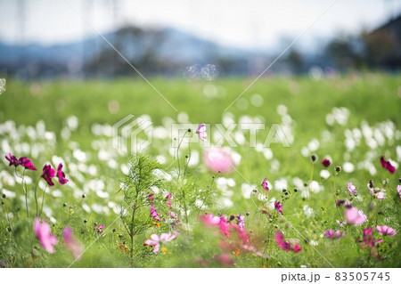滋賀県下最大級 野田町コスモス畑2021 滋賀県下最大級 野田町コスモス畑2021 83505745