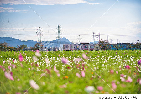 滋賀県下最大級 野田町コスモス畑2021 滋賀県下最大級 野田町コスモス畑2021 83505748