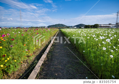 滋賀県下最大級 野田町コスモス畑2021 滋賀県下最大級 野田町コスモス畑2021 83505754