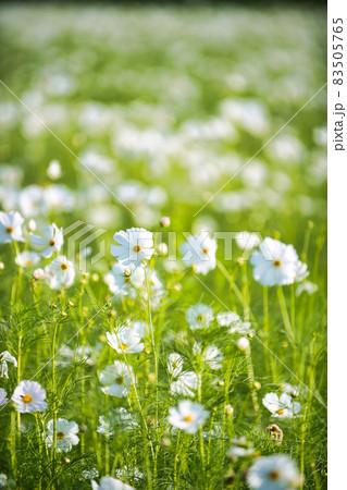 滋賀県下最大級　野田町コスモス畑2021 83505765