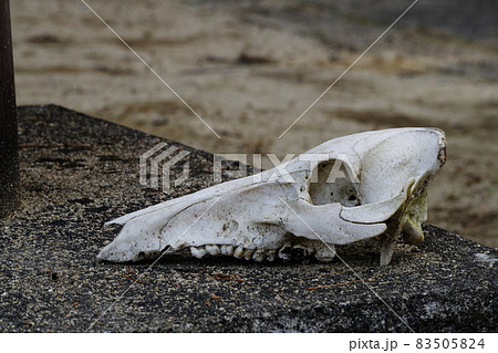 公園に置かれたイノシシの頭蓋骨の写真素材 [83505824] - PIXTA