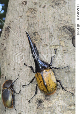 ヘラクレスオオカブトのオスとメス　樹木の上で 83505941