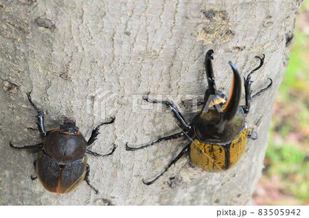 ヘラクレスオオカブトのオスとメス 樹木の上で ヘラクレスオオカブトのオスとメス 樹木の上で 83505942