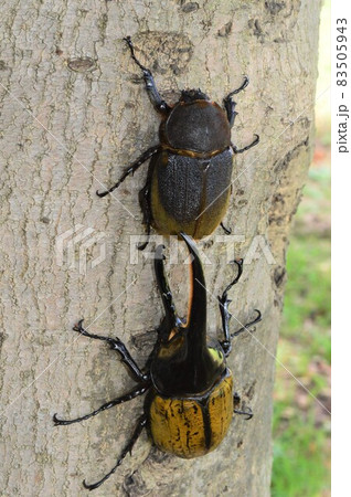 ヘラクレスオオカブトのオスとメス 樹木の上で ヘラクレスオオカブトのオスとメス 樹木の上で 83505943