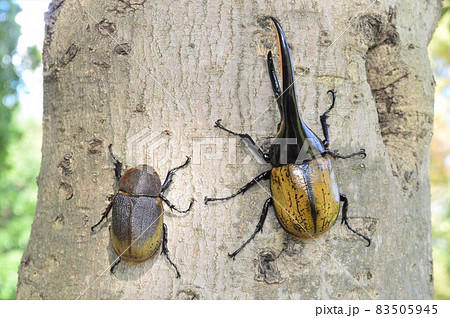 ヘラクレスオオカブトのオスとメス 樹木の上で ヘラクレスオオカブトのオスとメス 樹木の上で 83505945