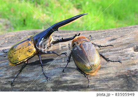 ヘラクレスオオカブトのオスとメス 樹木の上での写真素材 ヘラクレスオオカブトのオスとメス 樹木の上での写真素材