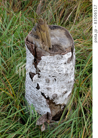 しらかば、自然、しらかば花粉、樹皮、樹木、植物、木、花粉 83506517