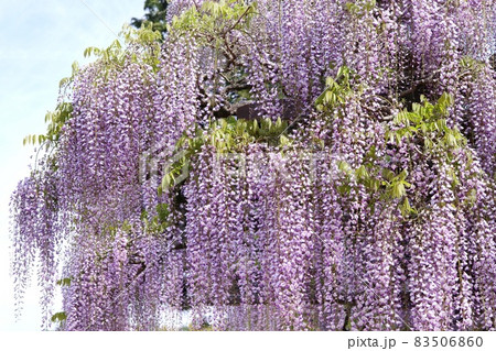 長藤　フジの花　長く垂れさがる花房　春 83506860