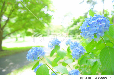 紫陽花と緑がある公園の散歩道(横) 紫陽花と緑がある公園の散歩道(横) 83506917
