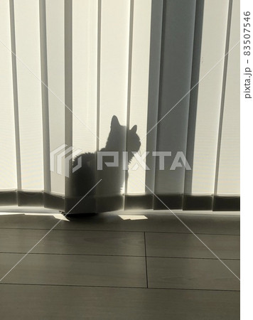 猫 猫 83507546