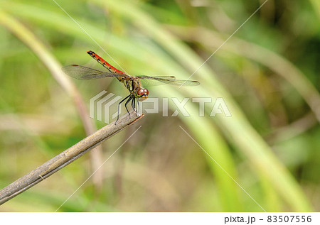 アキアカネ アキアカネ 83507556