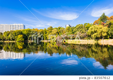 東京　井の頭公園　秋 83507612
